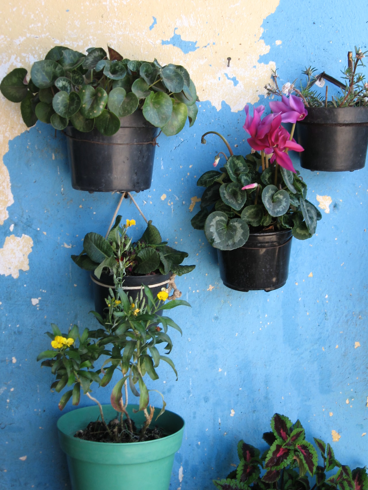 fotografía Mi jardín